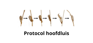 Luizenprotocol en behandeladvies